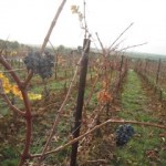 IMG_1952 IMG_1952